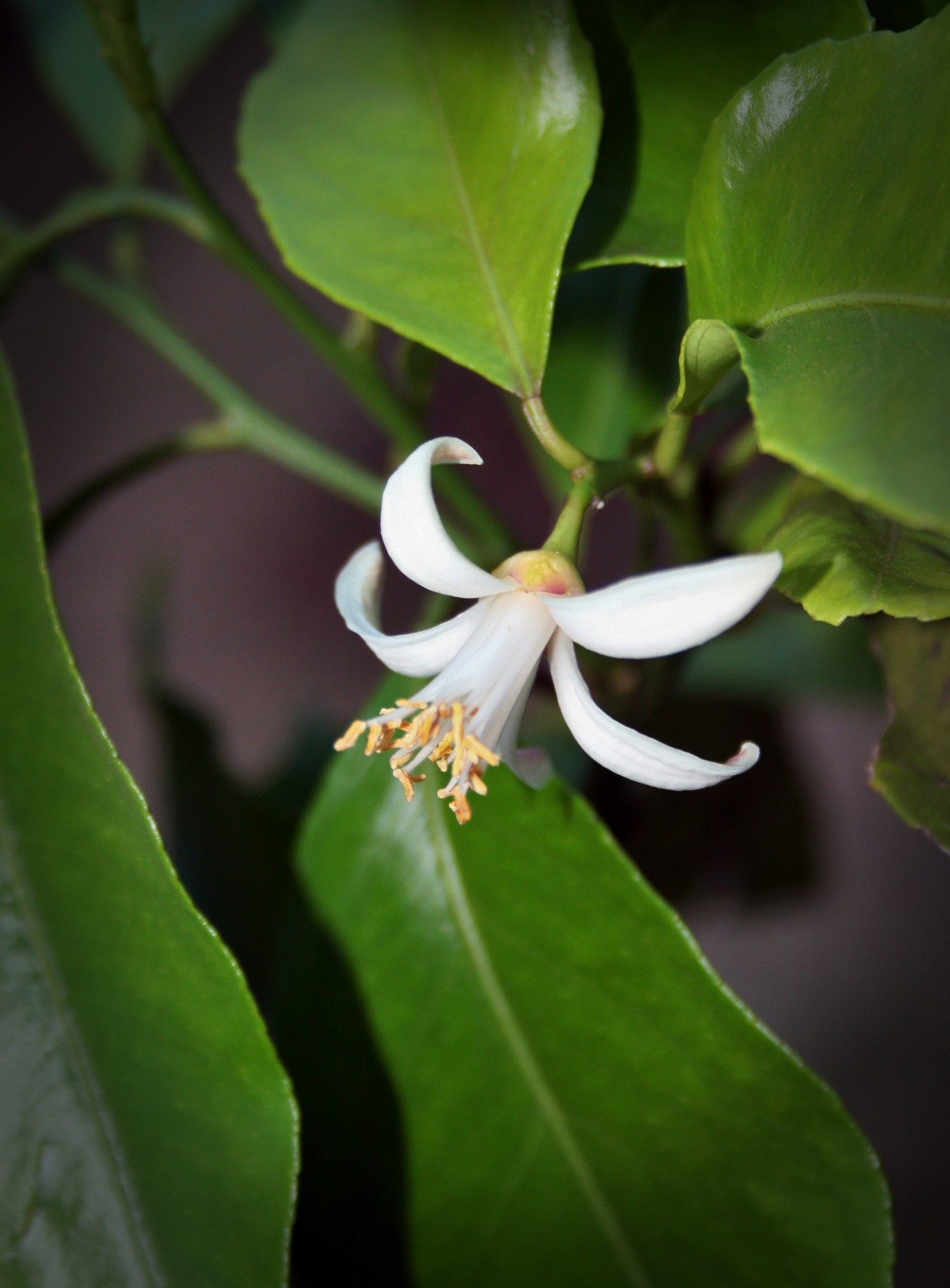 flower lemon white free photo