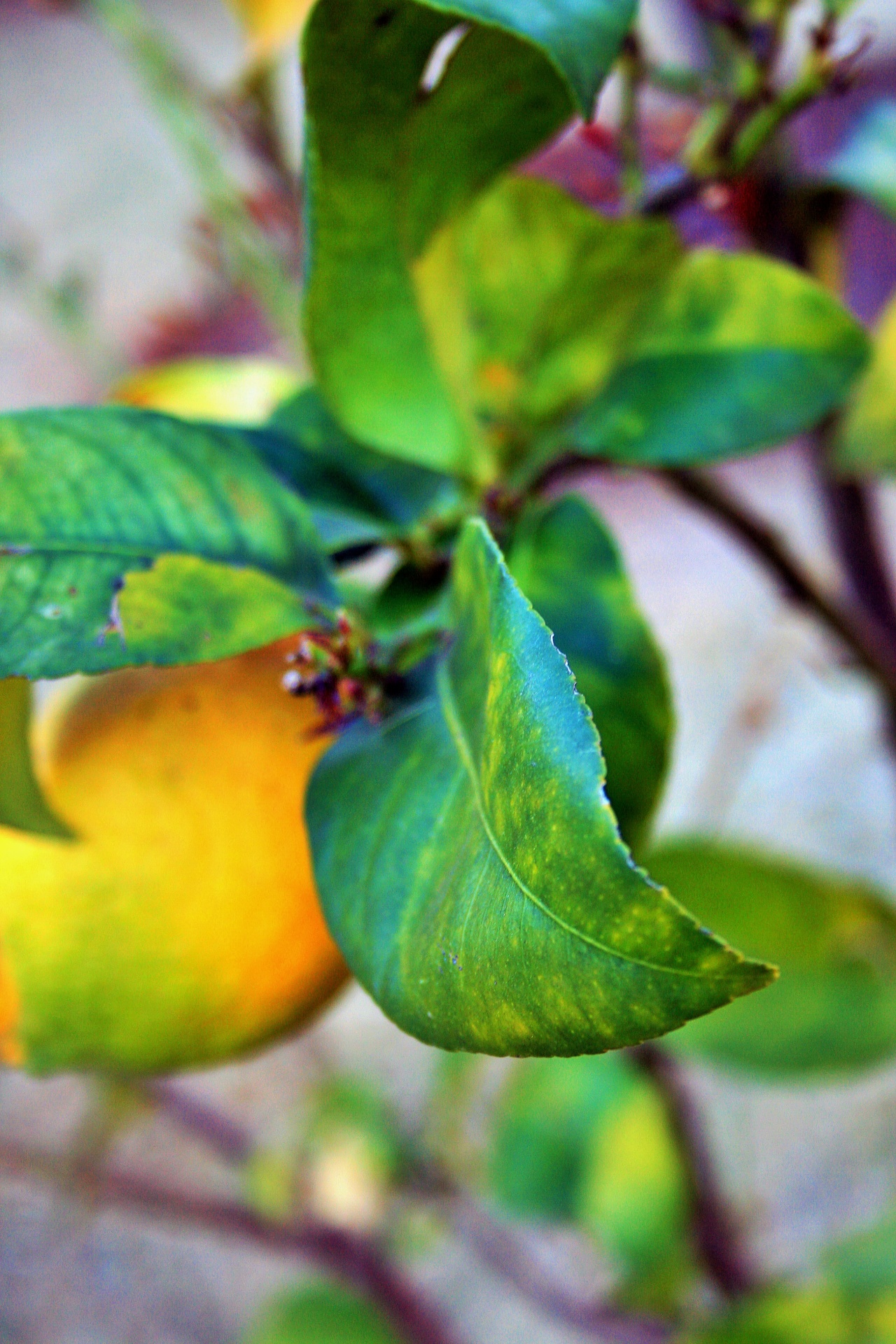 lemon leaf citrus free photo