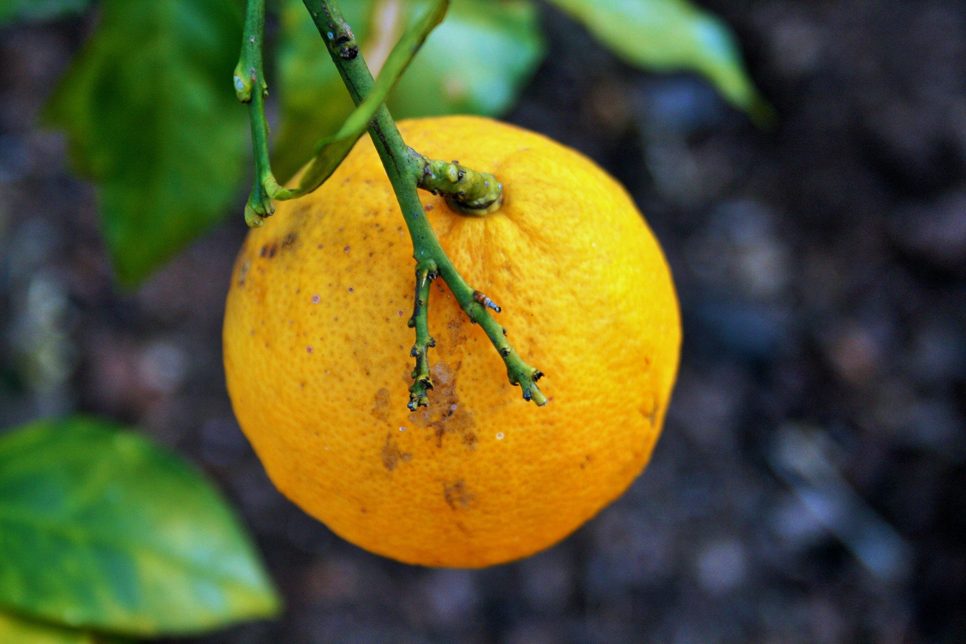 fruit citrus lemon free photo