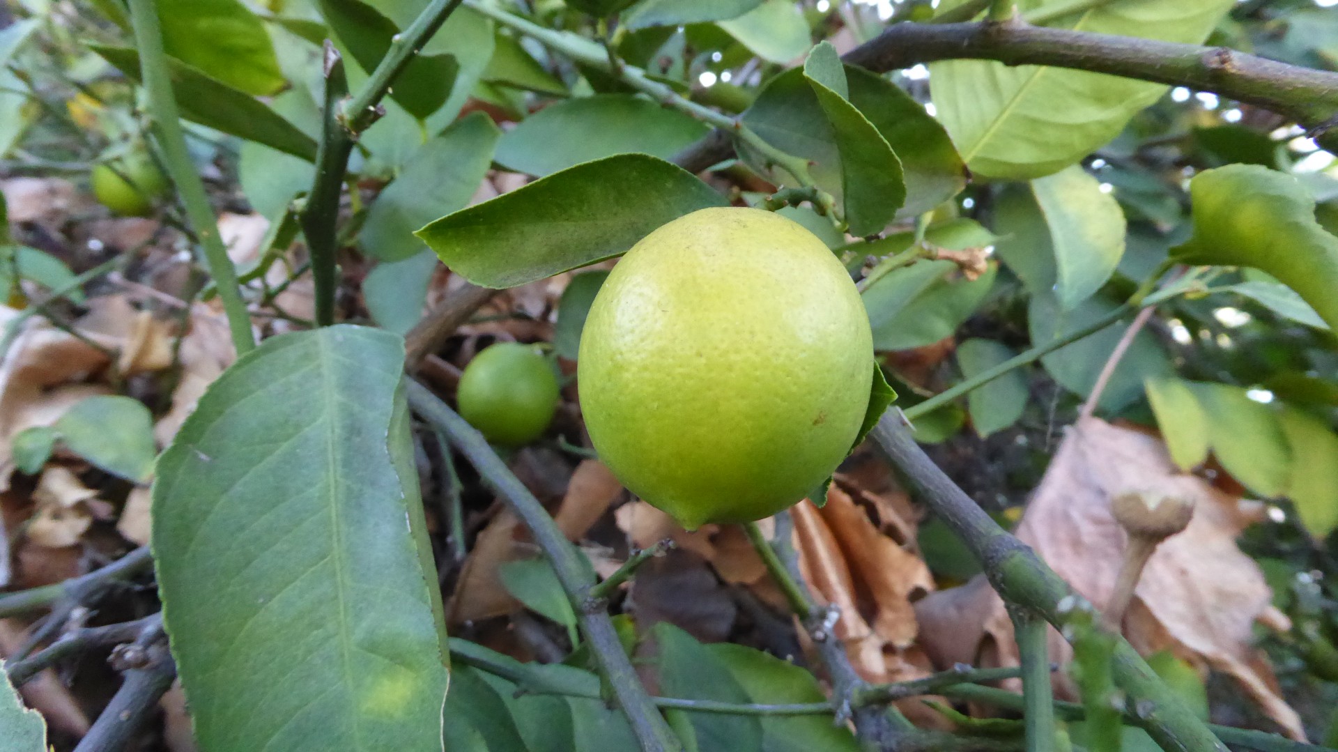 ripe unripe lemon free photo