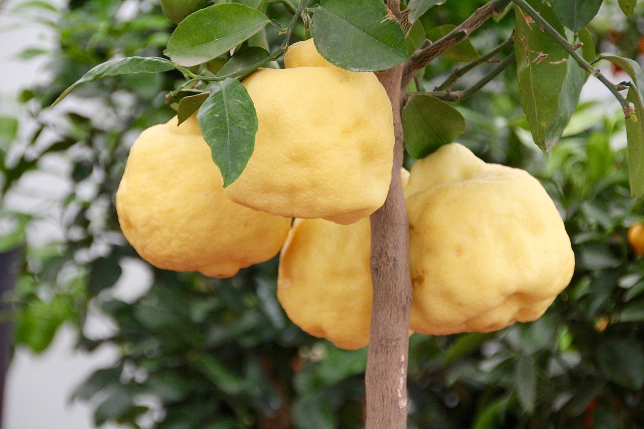 lemon tree lemons citrus fruits free photo