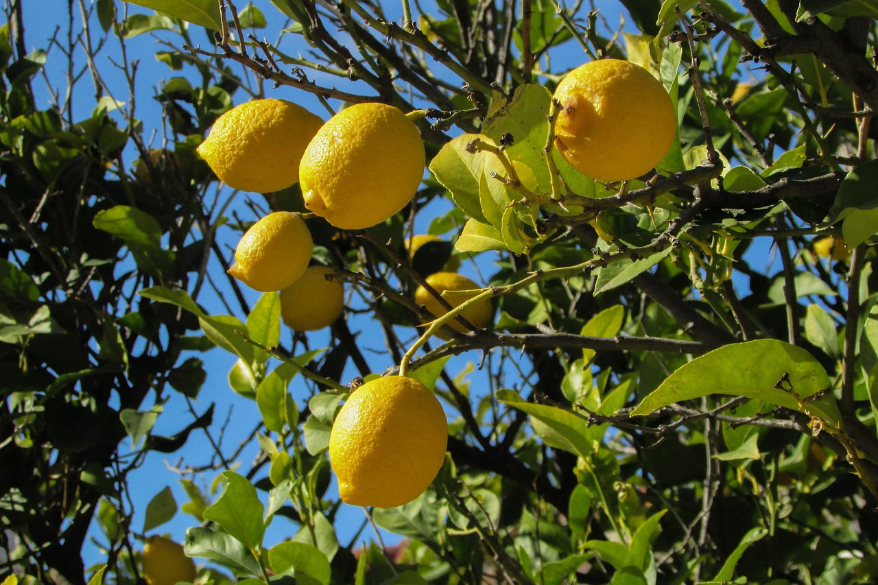 lemon tree lemon tree free photo