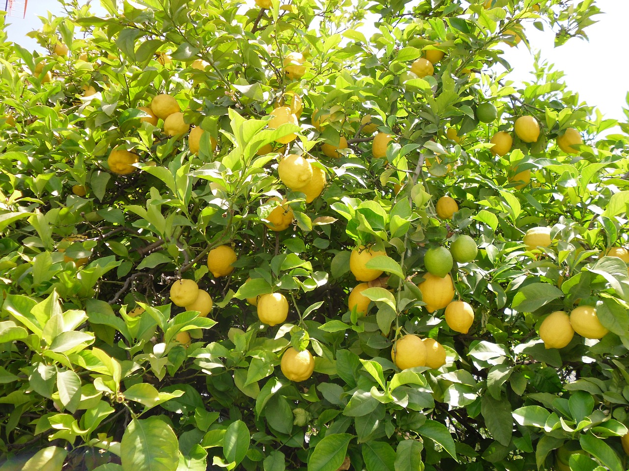 lemon tree tree lemon free photo