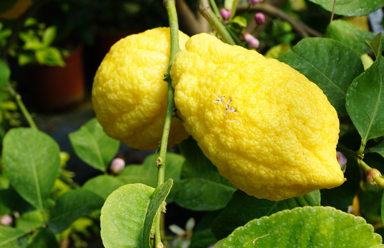 lemon tree tree italy free photo