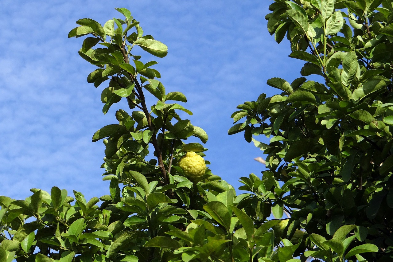lemon tree citron fruit free photo