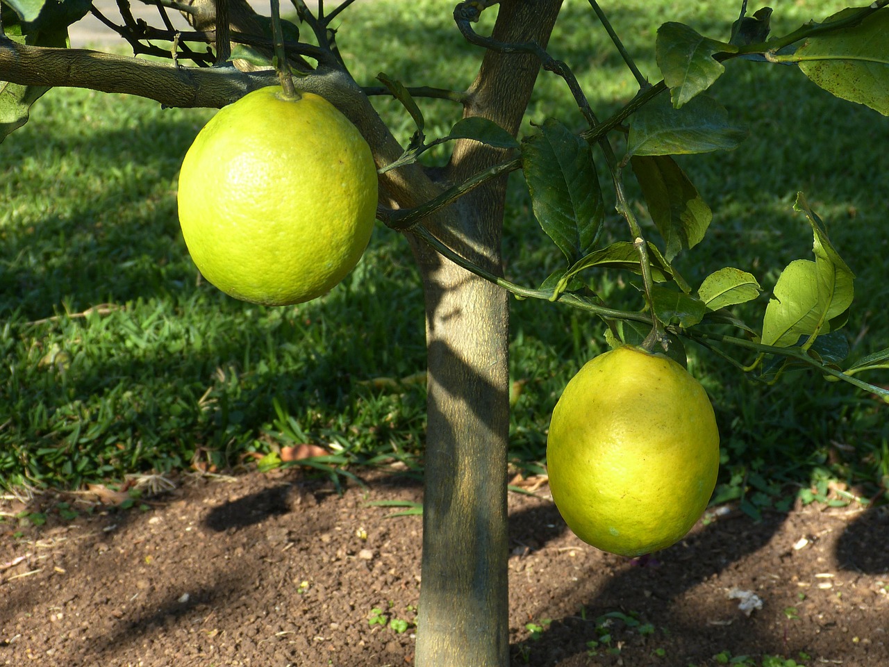 lemon tree lemon sour free photo