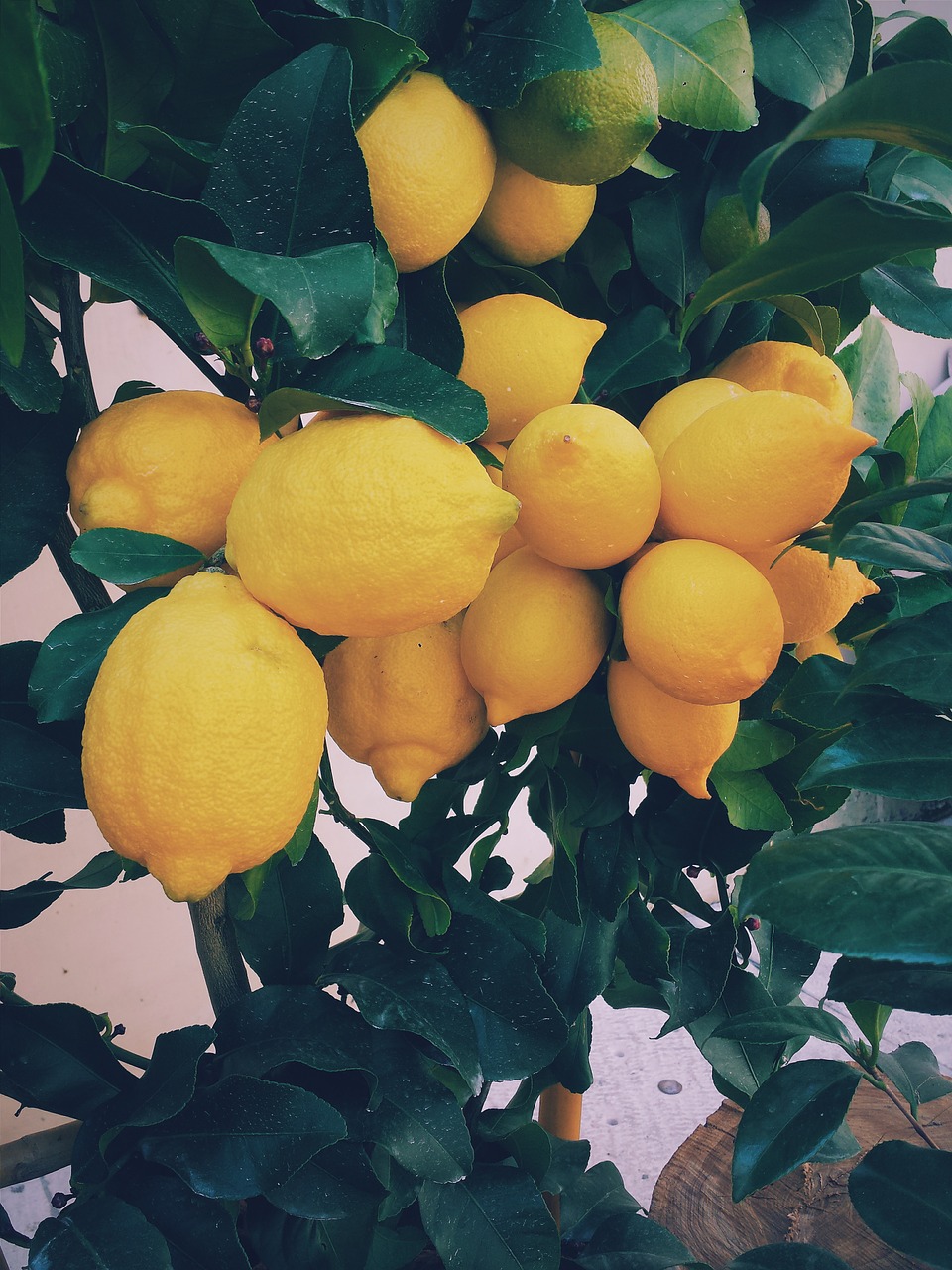 lemon tree lemons tree free photo