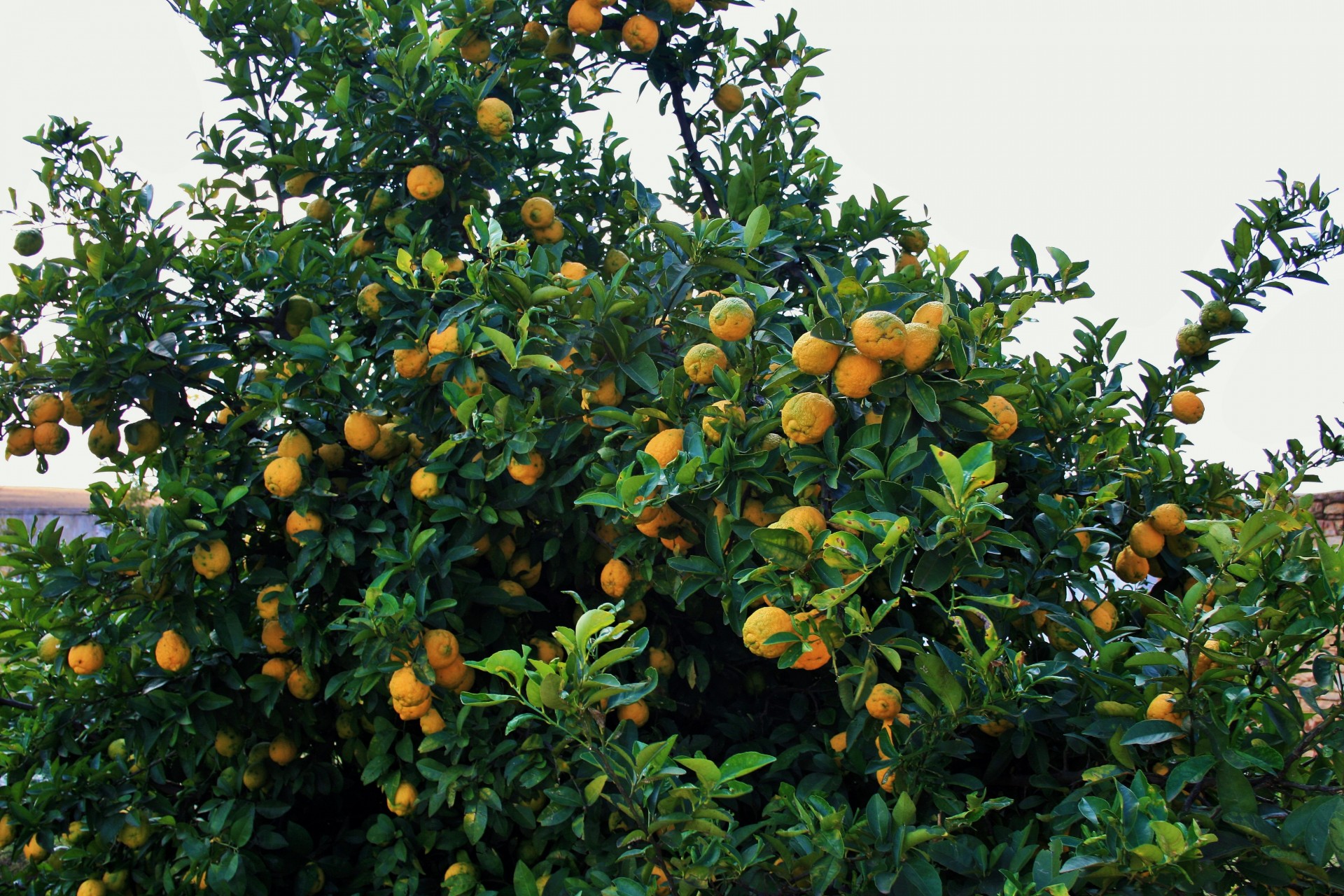 tree lemons yellow free photo