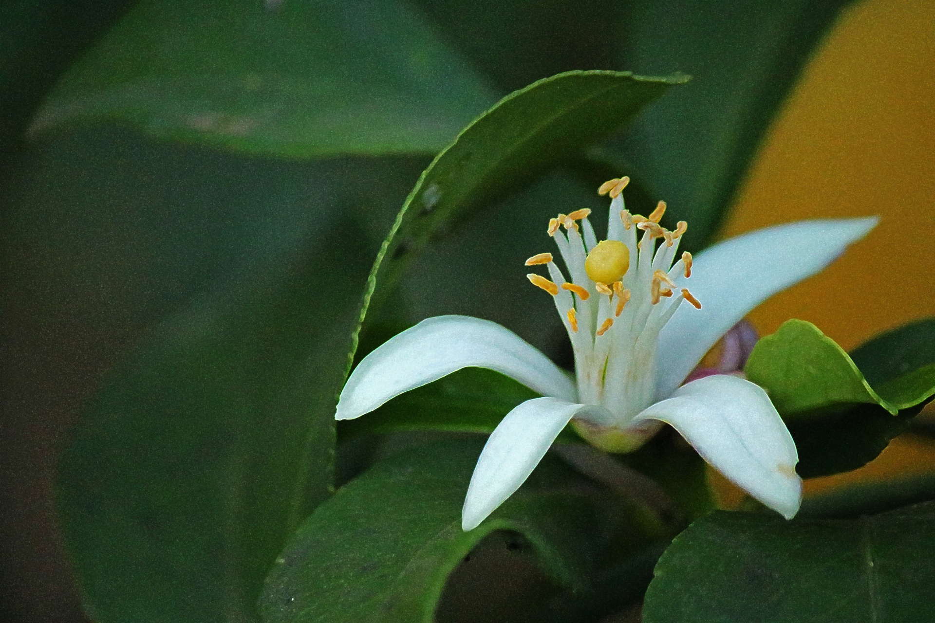 blossom flower white free photo