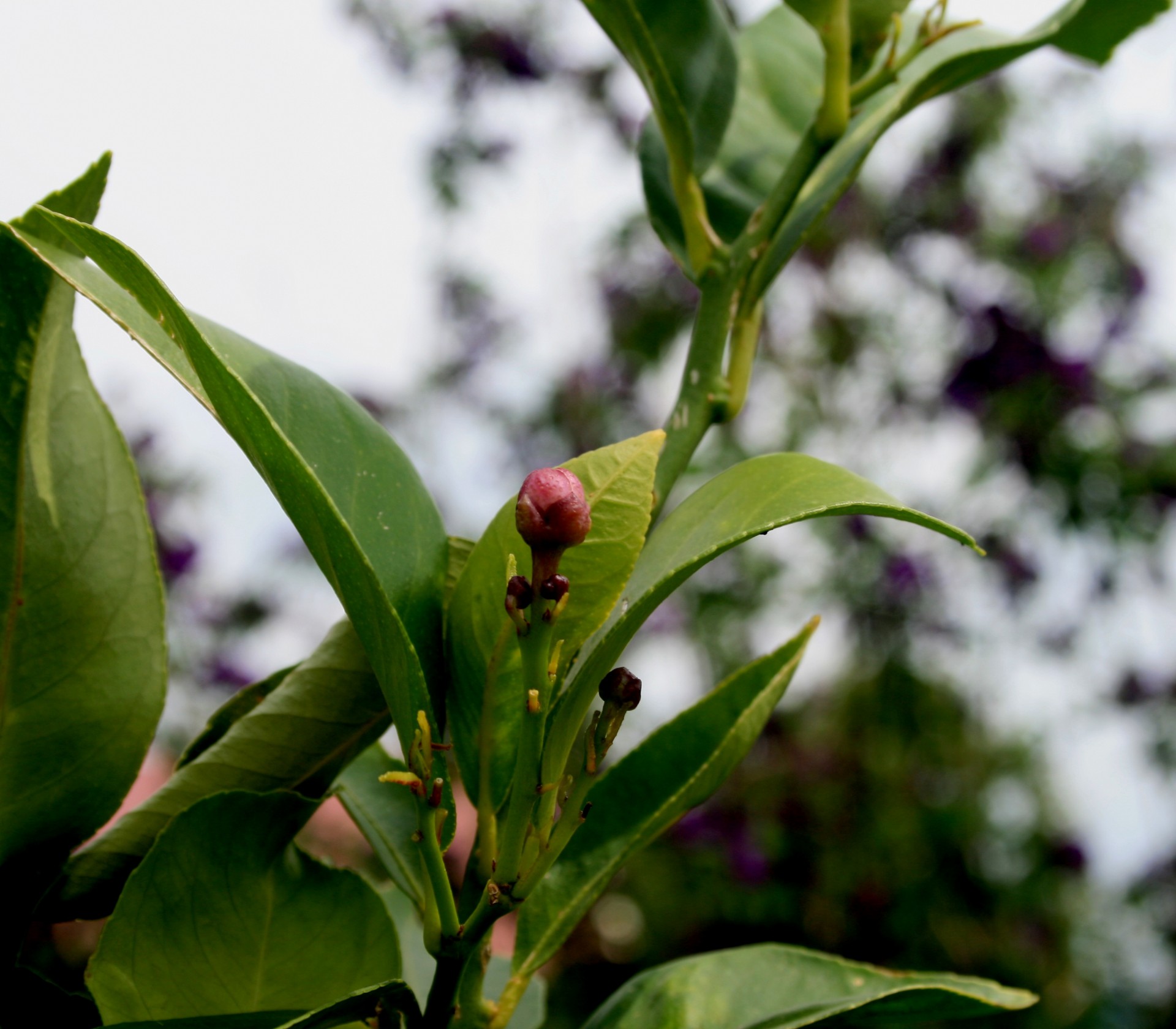 new buds purple-lilac free photo