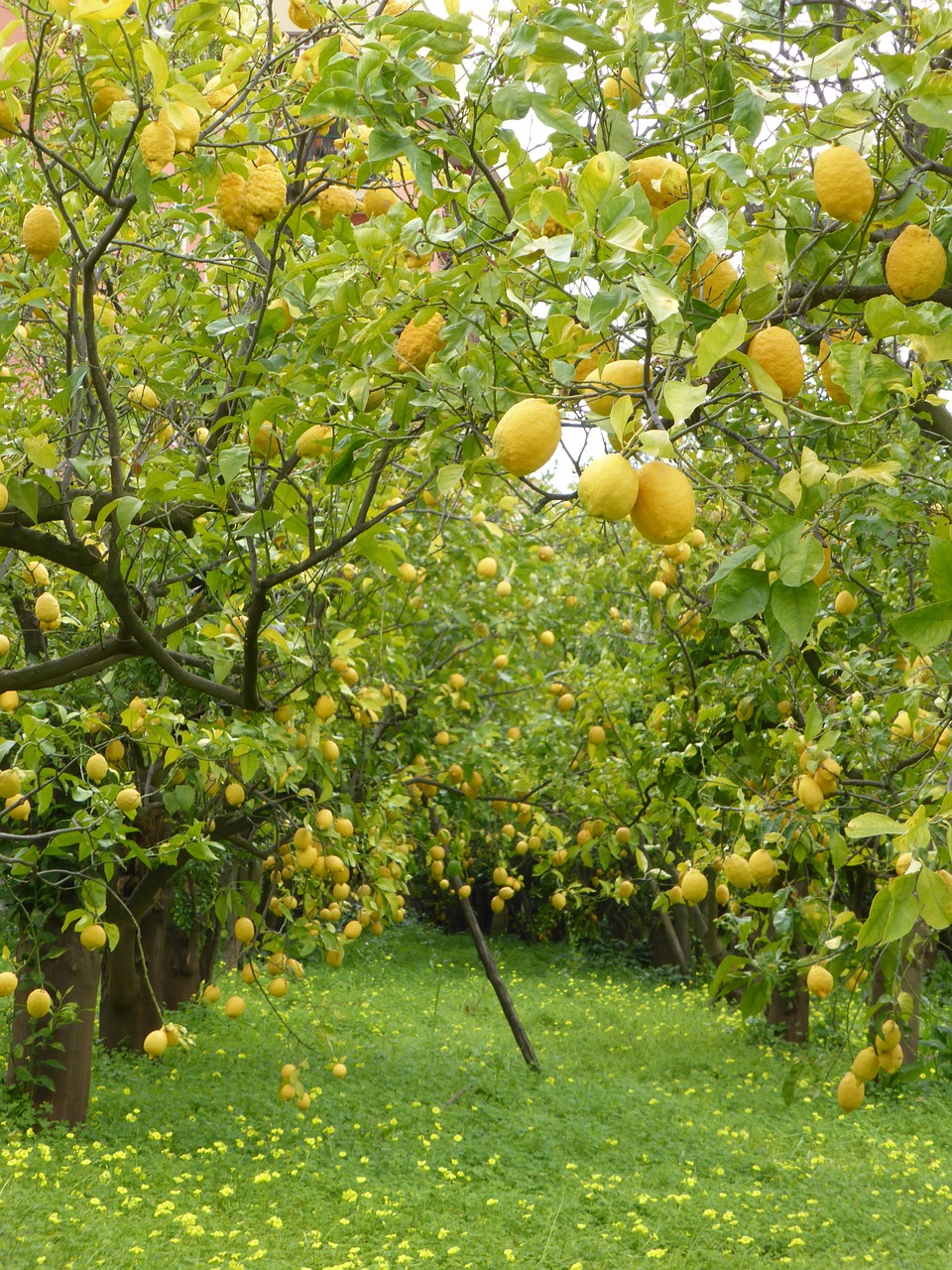lemon trees lemons lemon grove free photo