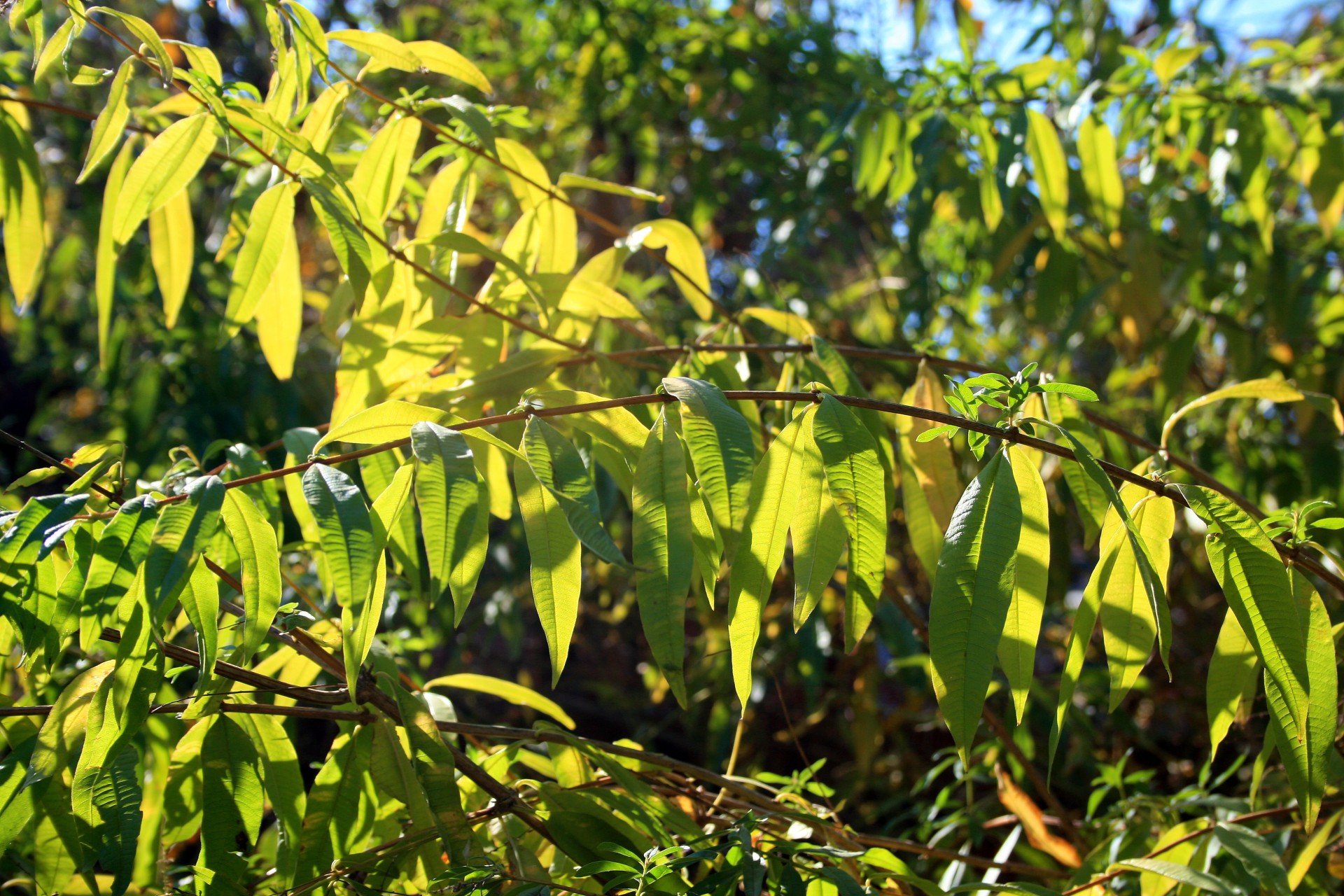 leaves green light free photo