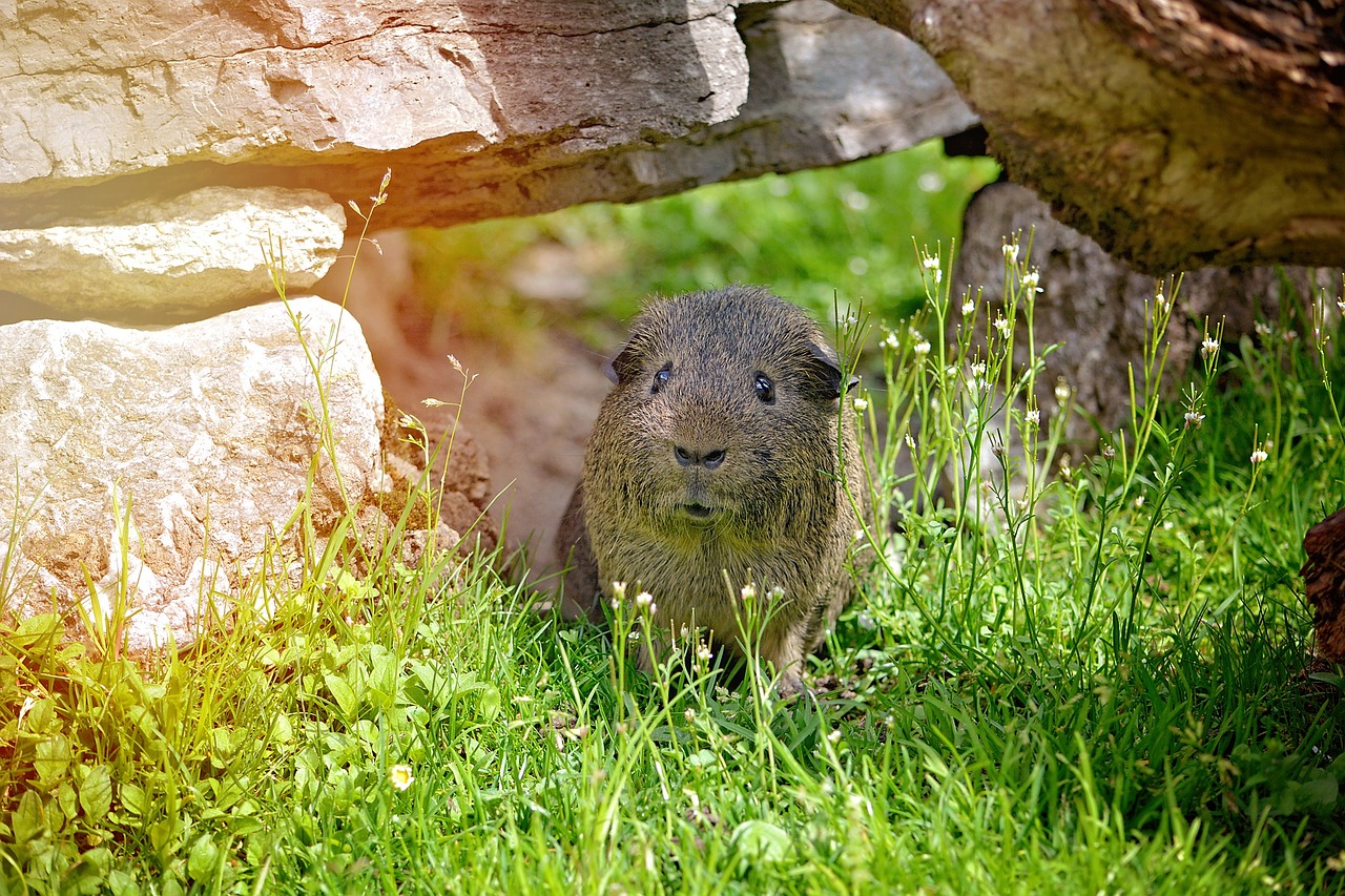 lemonagouti smooth hair black-cream-agouti free photo