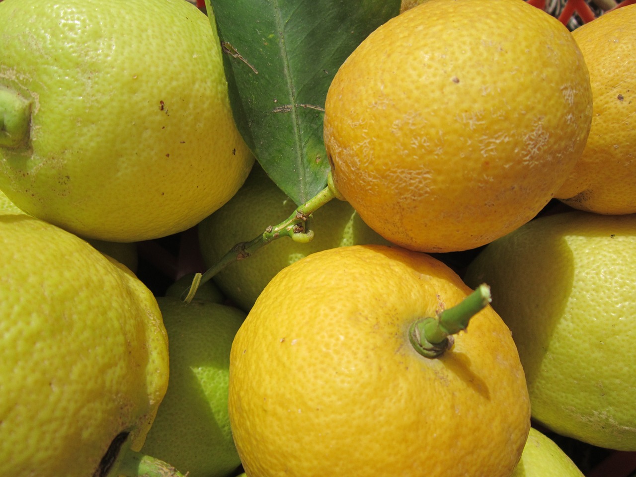 lemons yellow citrus fruit free photo