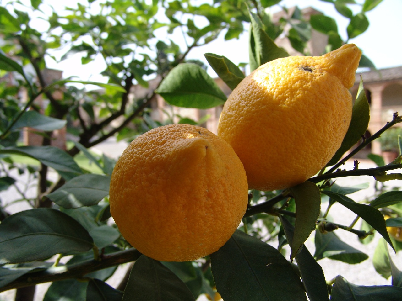 lemons tree bush free photo