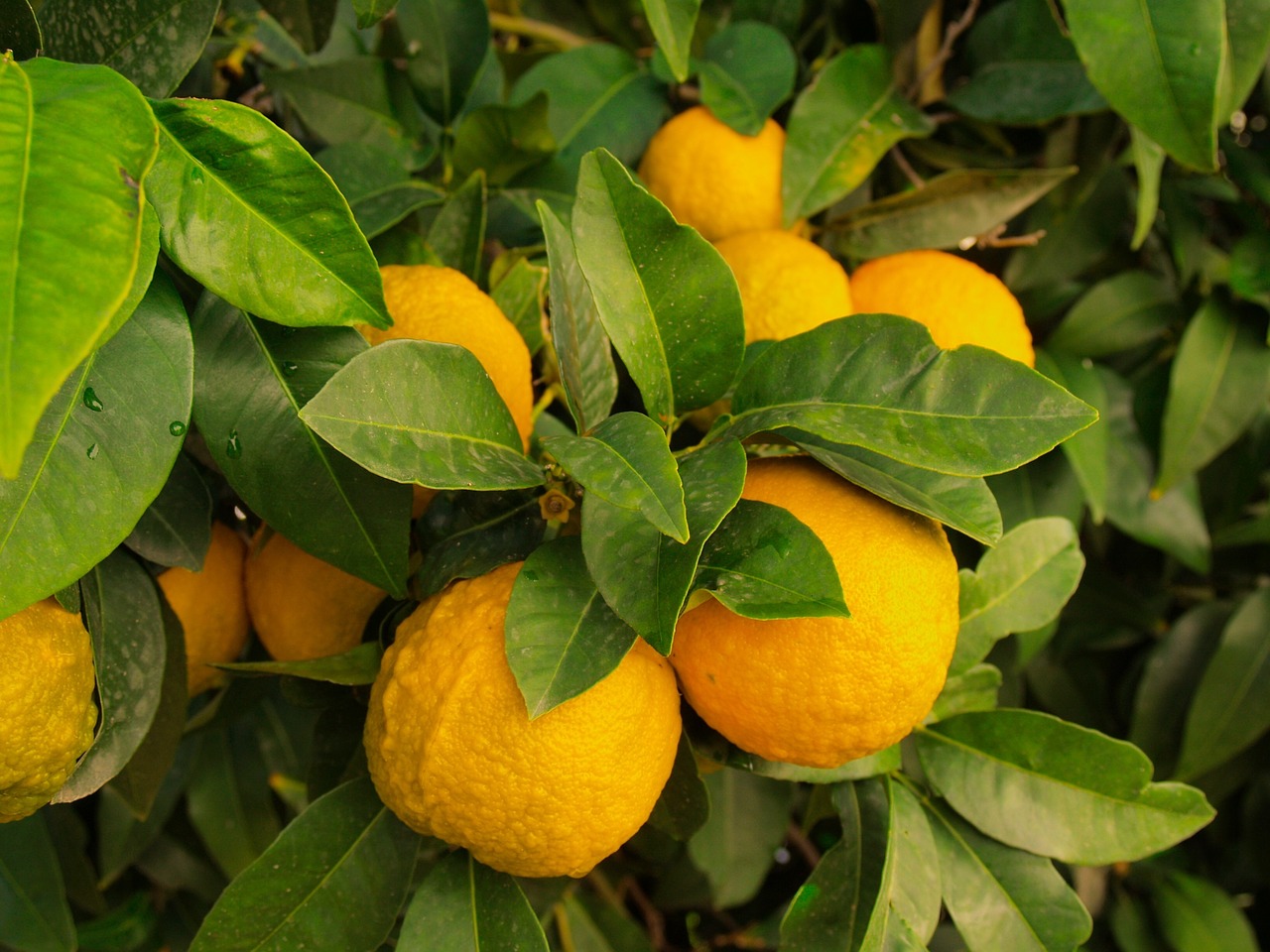 lemons tree wild free photo