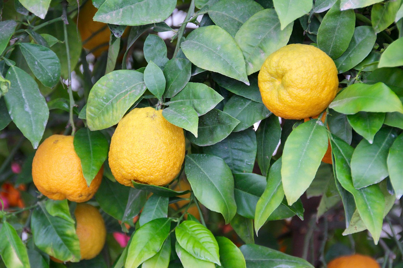 lemons lemon tree citrus free photo