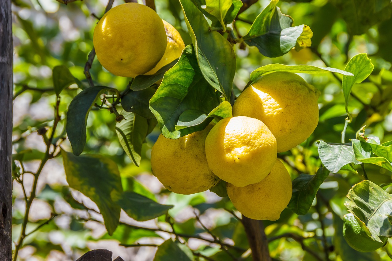 lemons lemon lemon tree free photo