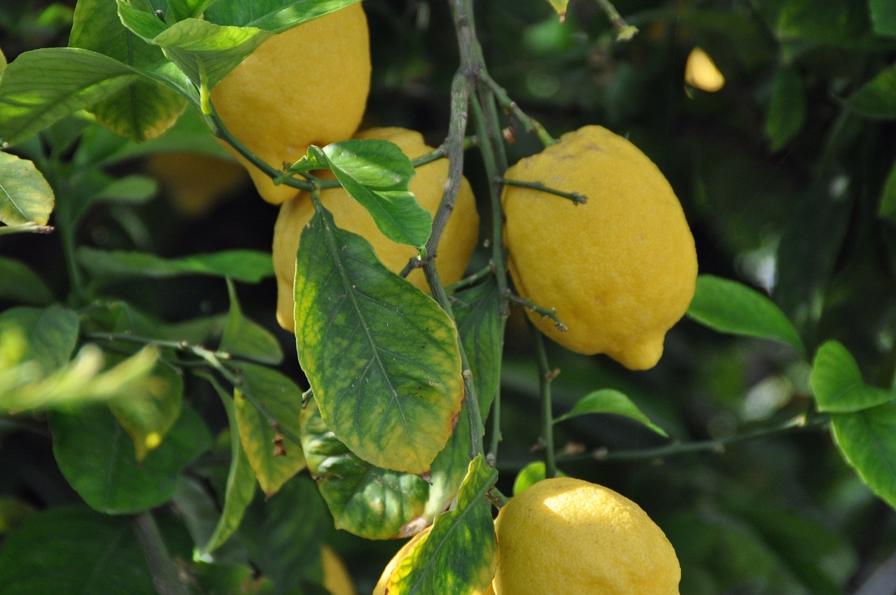 lemons plant fruits free photo