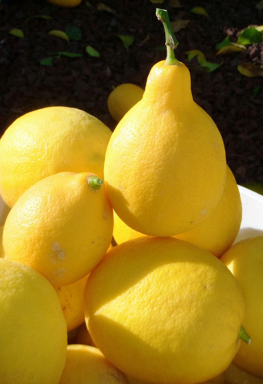 lemons harvest fruit free photo