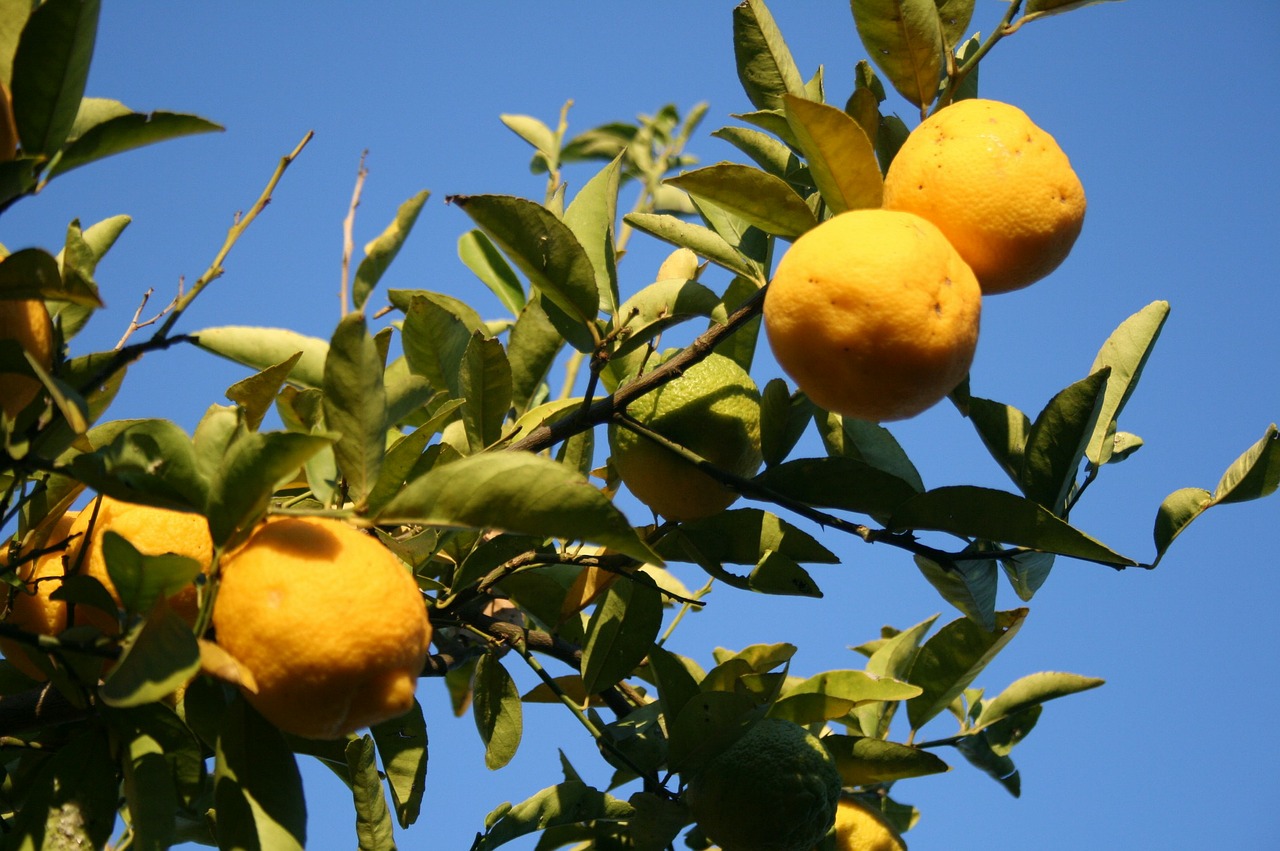 lemons fruit citrus free photo