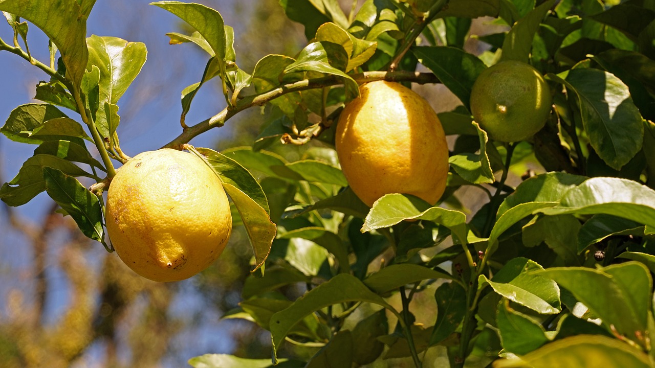 lemons lemon tree citrus fruits free photo