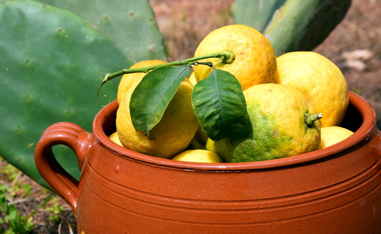 lemons cactus clay pot free photo