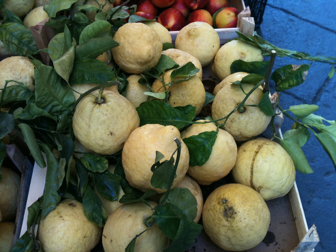 lemons sorrento italy free photo