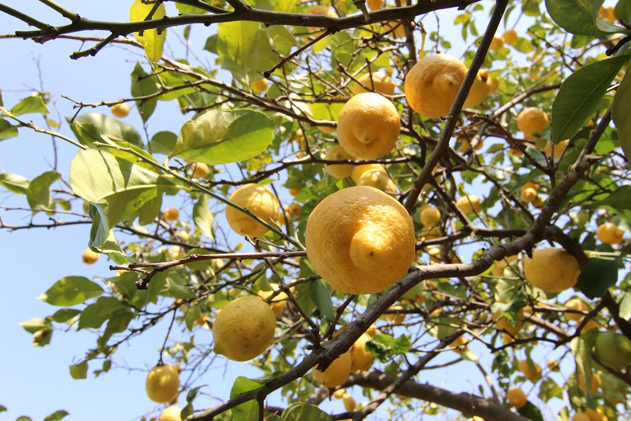 lemons tree citrus fruits free photo