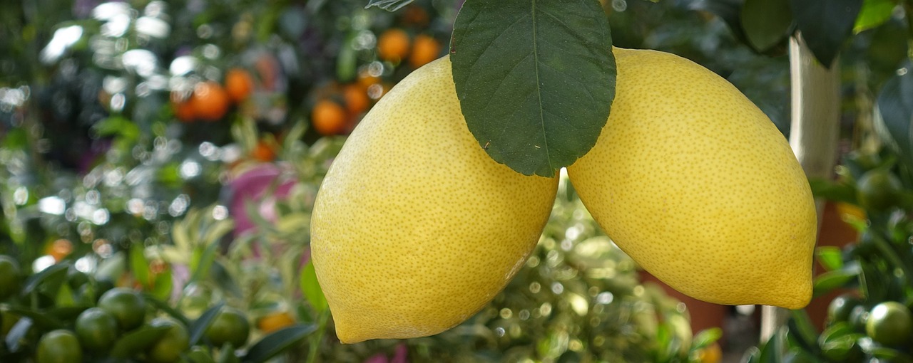 lemons  tree  eat free photo