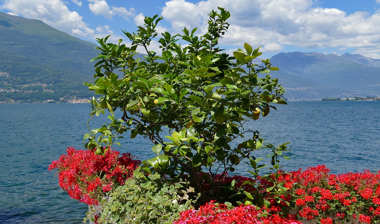 lemons  bush  mediterranean free photo