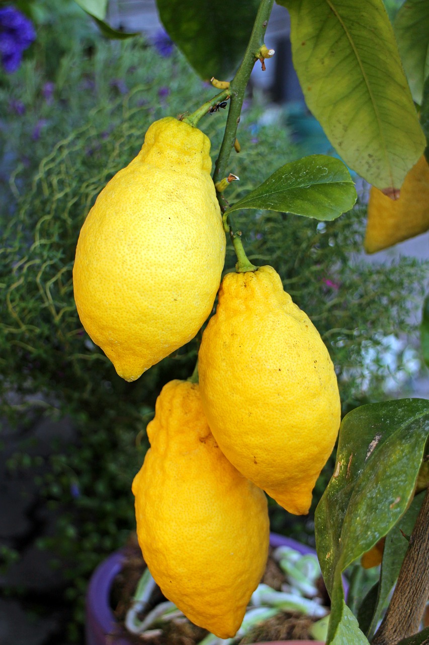 lemons lime citrus fruits free photo