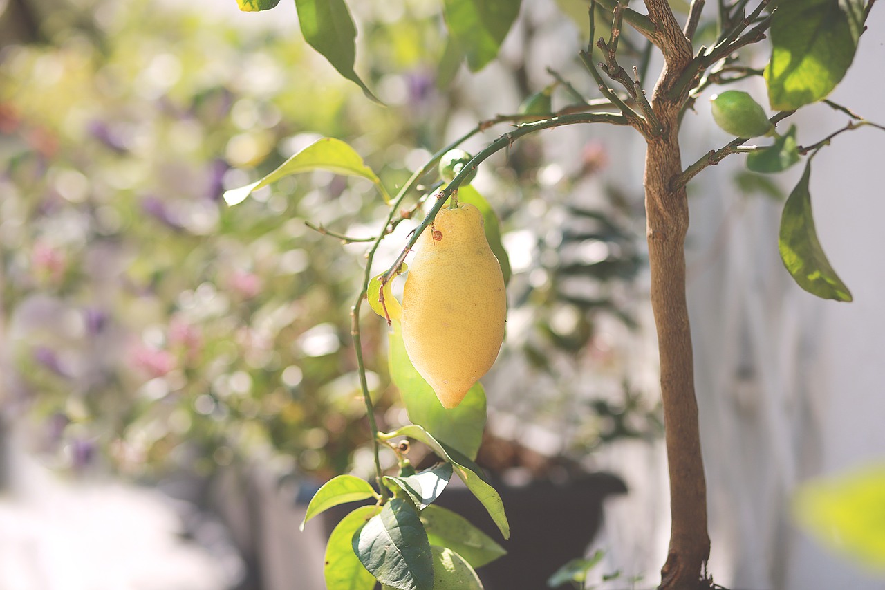 lemons  summer  lemon tree free photo