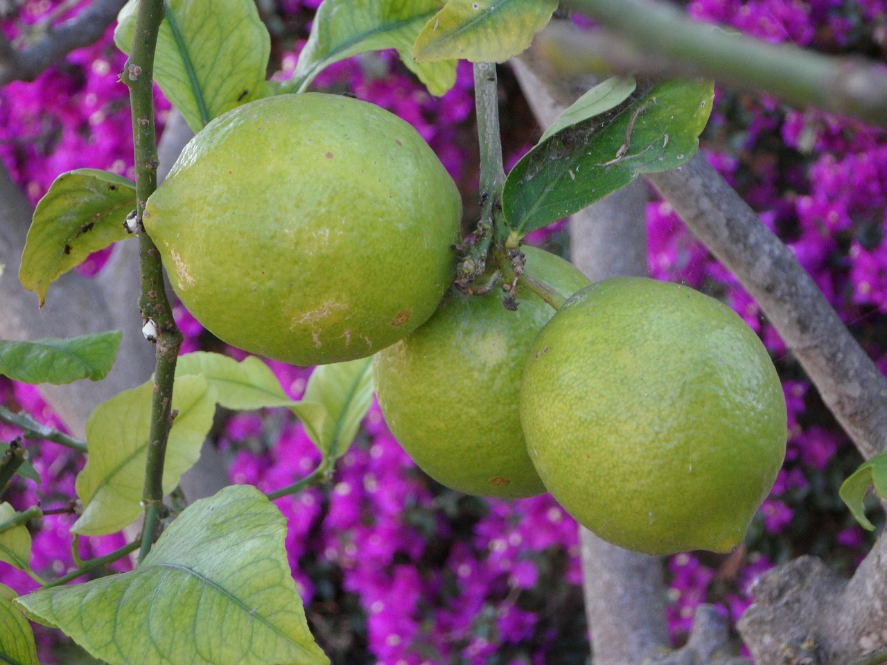 lemons mediterranean garden free photo
