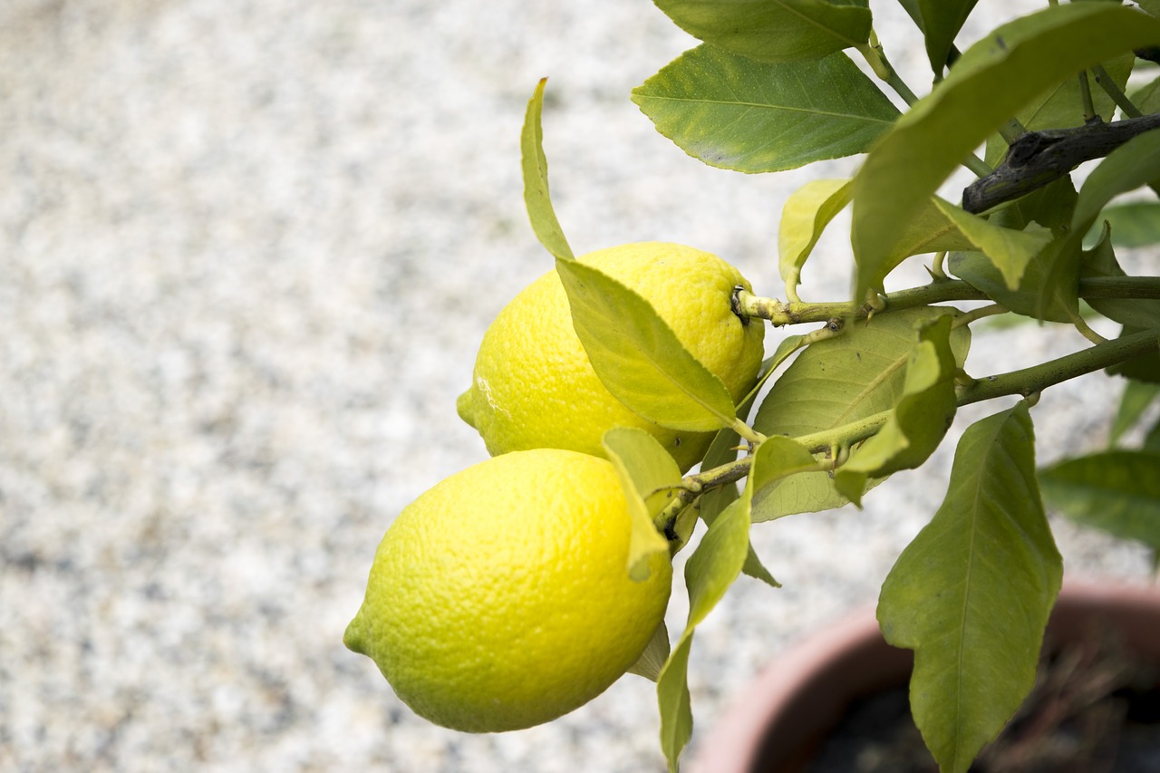 lemons  nature  sano free photo