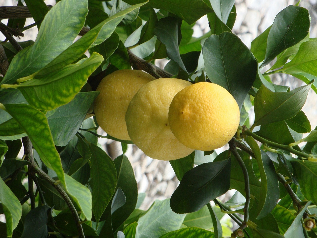 lemons fruits tree free photo