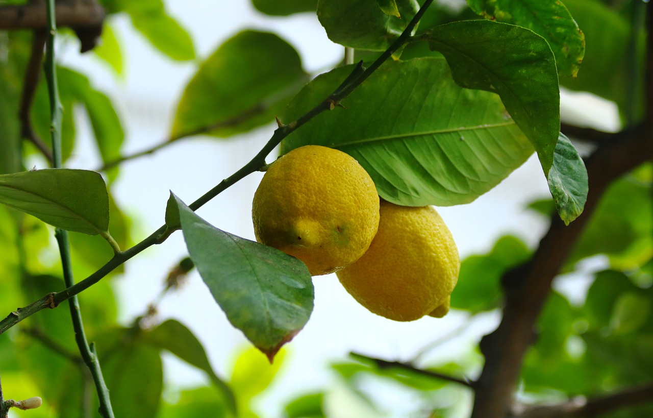 lemons  fruit  citrus free photo