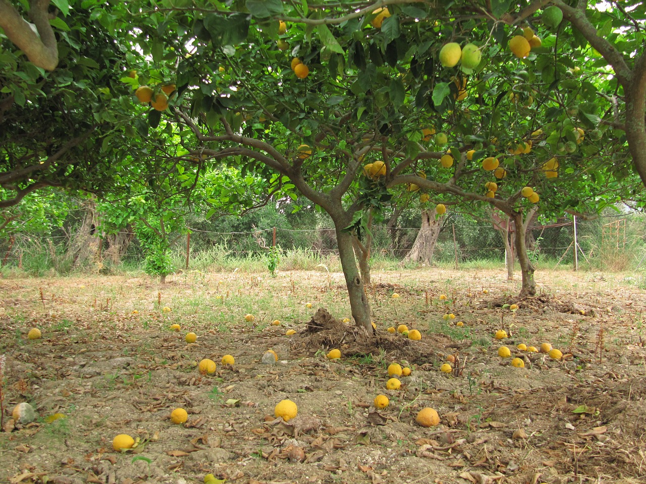 lemons citrus citrus fruit free photo