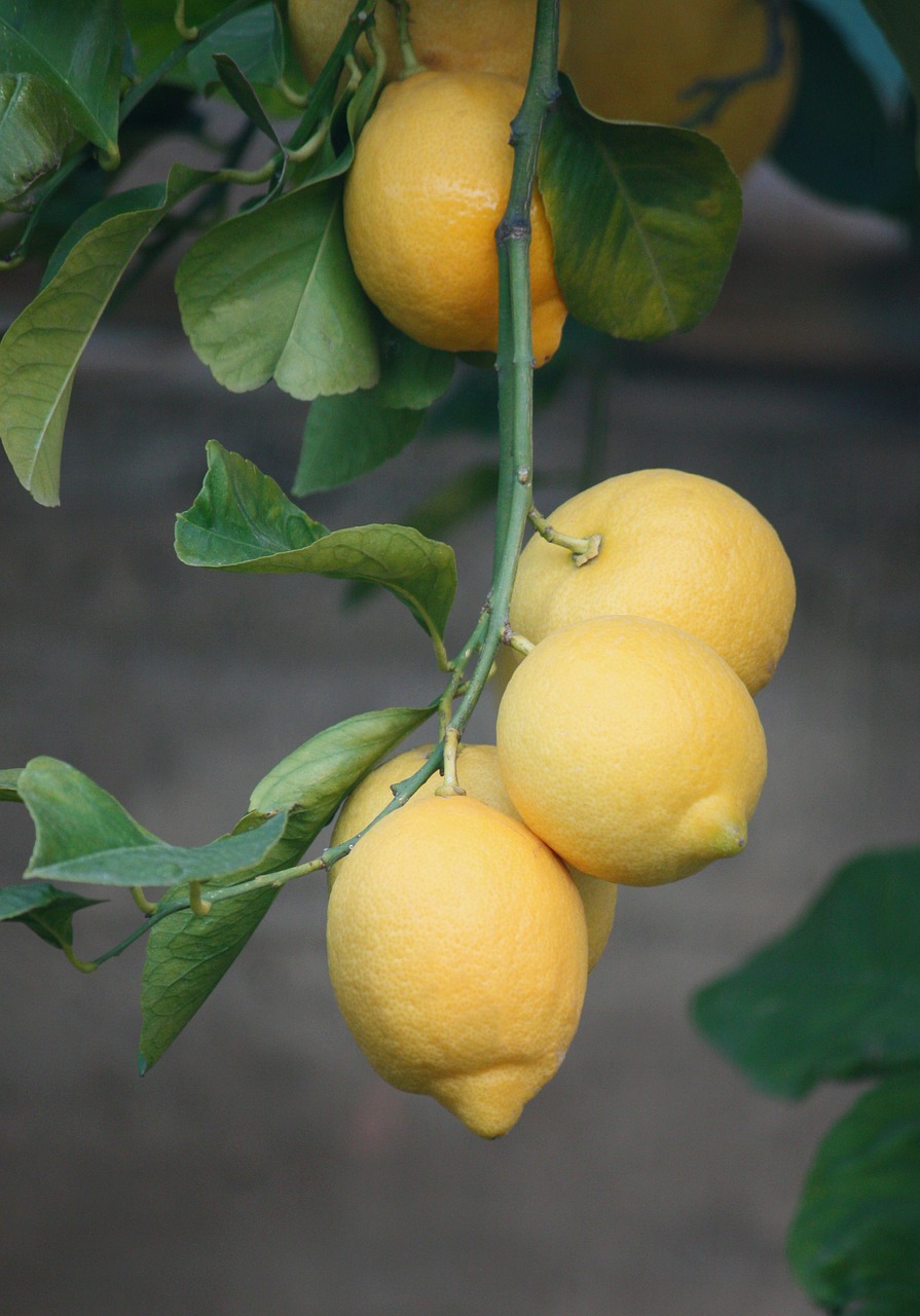 lemons plant tree free photo