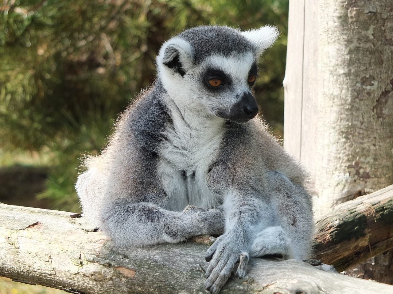 lemur maki maki catta free photo