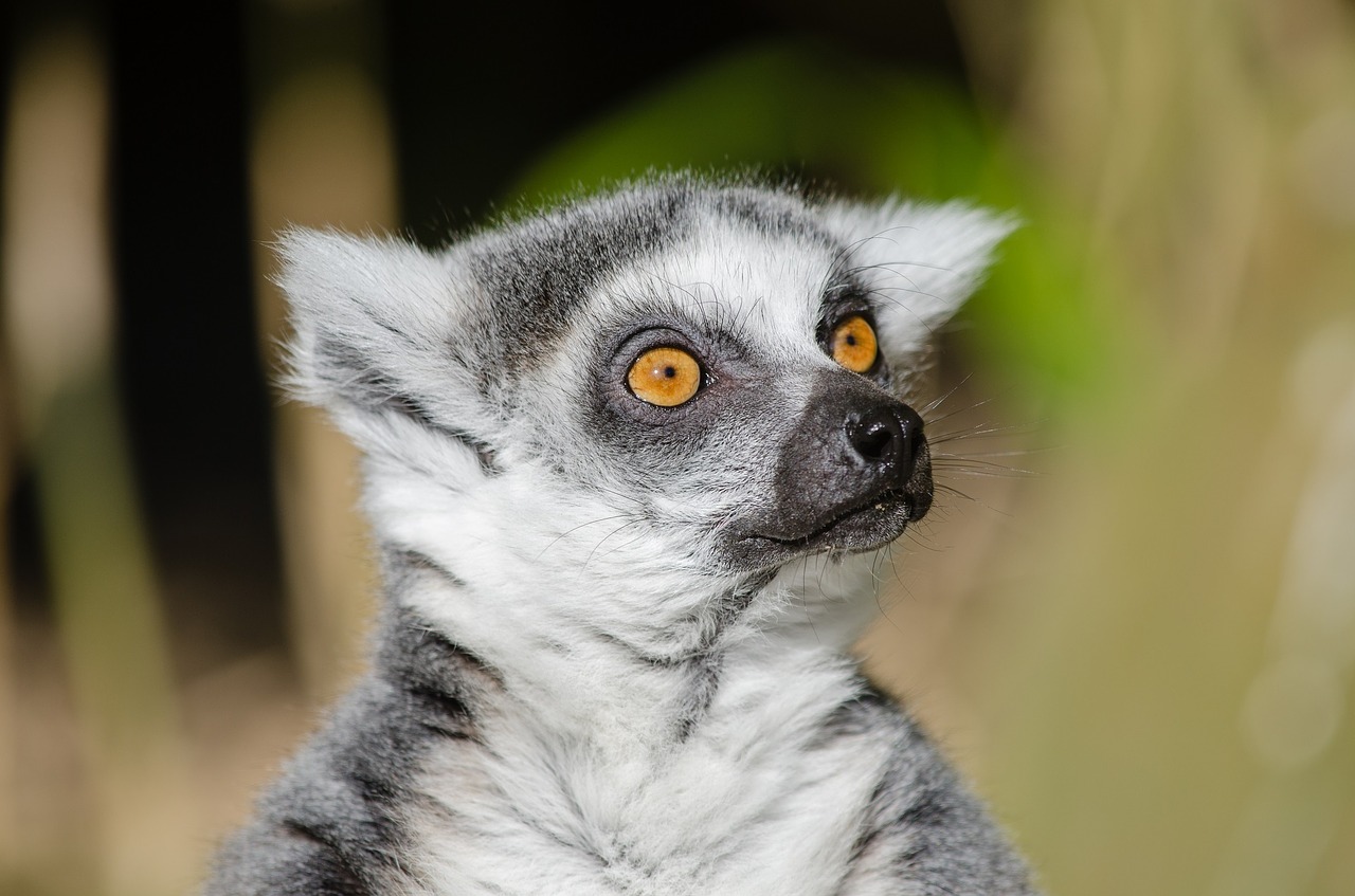 lemur ring tailed lemur primate free photo