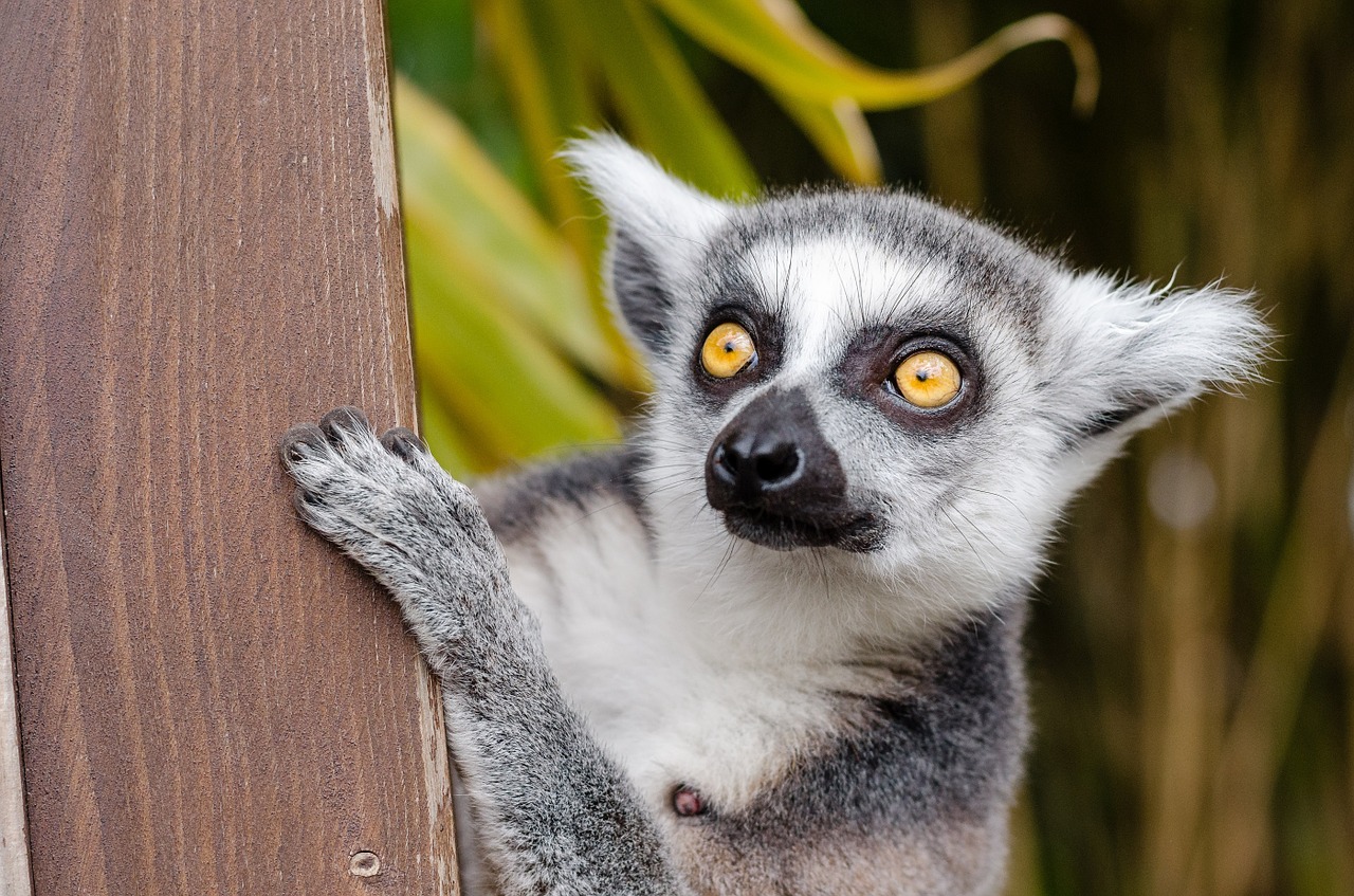 lemur ring tailed lemur primate free photo