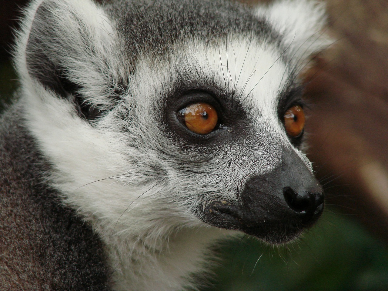 lemur madagascar monkey free photo
