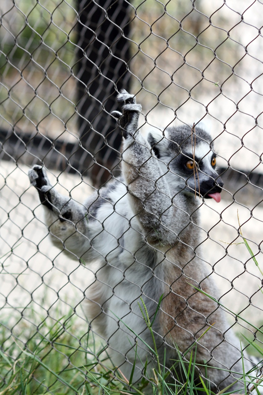 lemur language zoo free photo