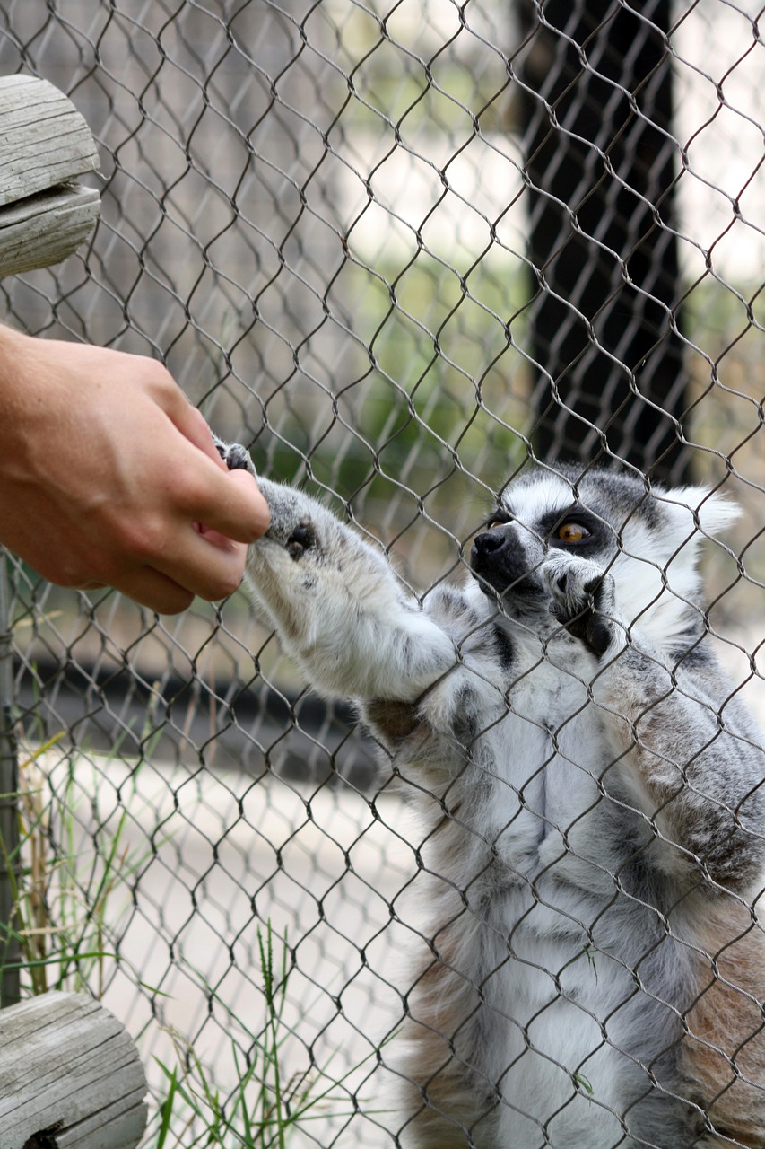 lemur share zoo free photo