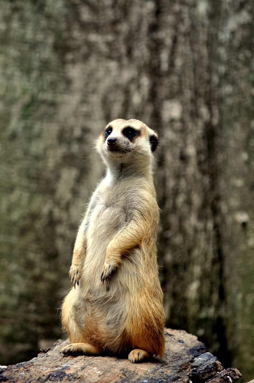 lemur stand guard free photo