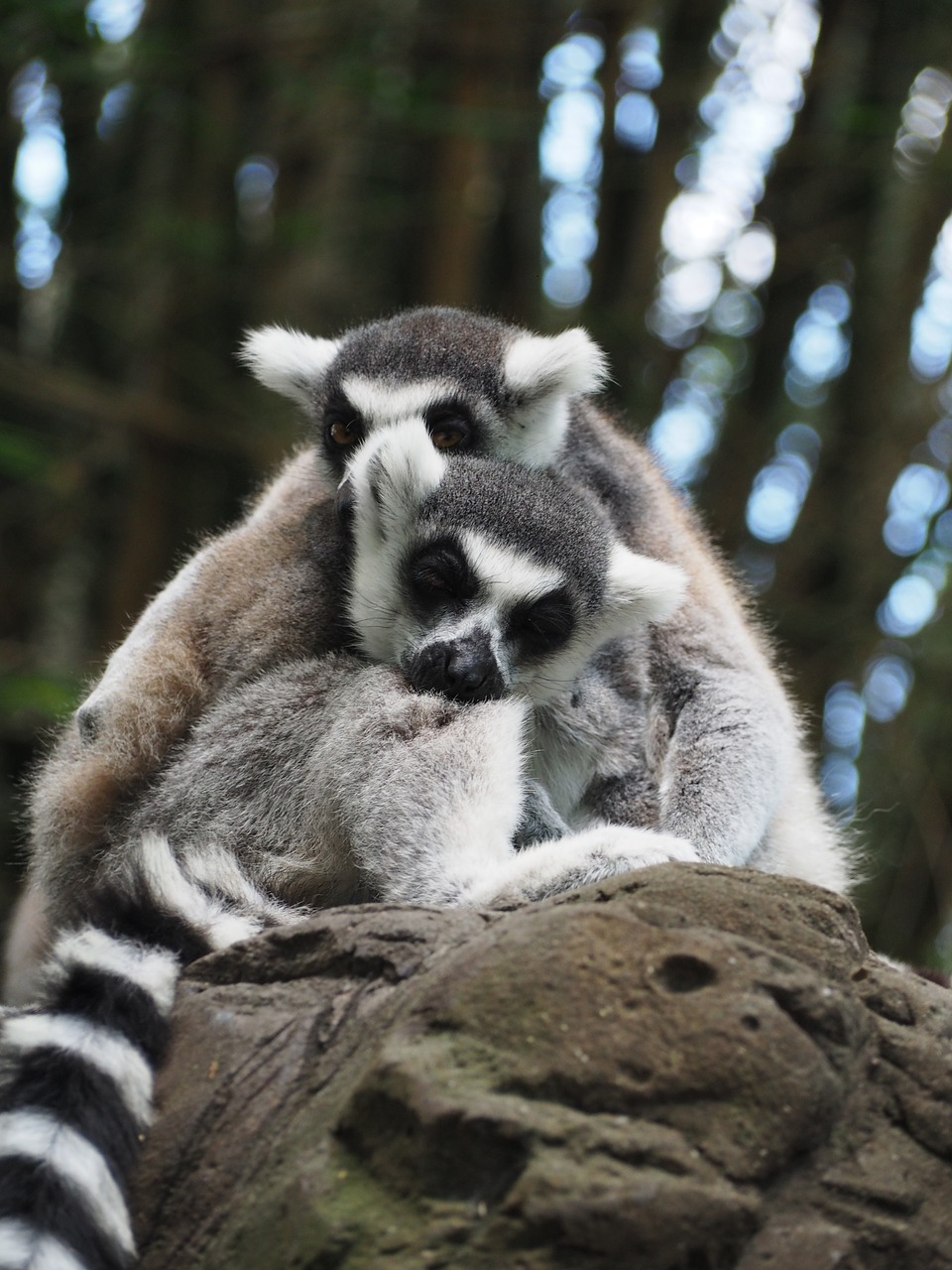 lemur stripe grey free photo