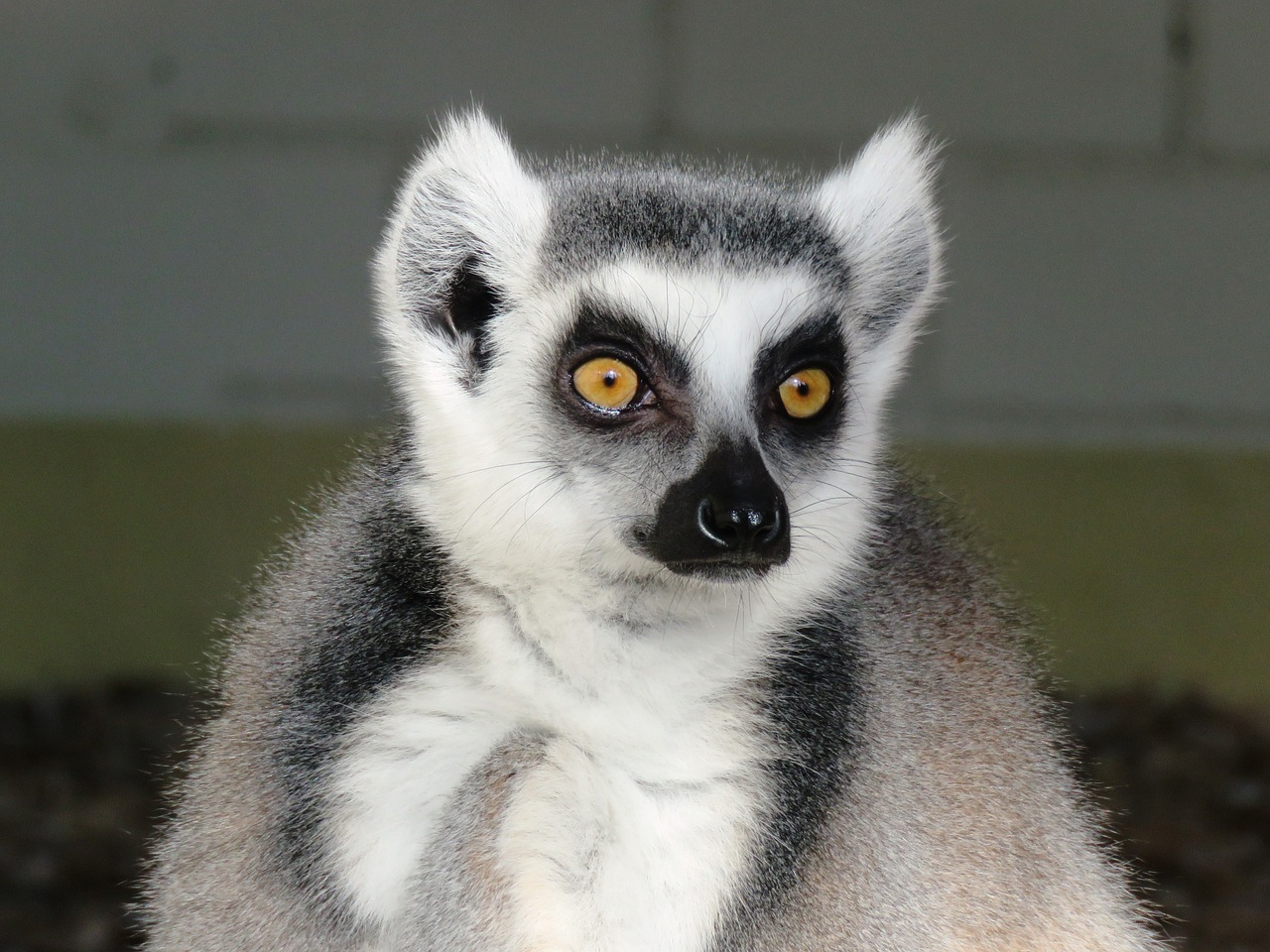 lemur monkey ring tailed lemur free photo