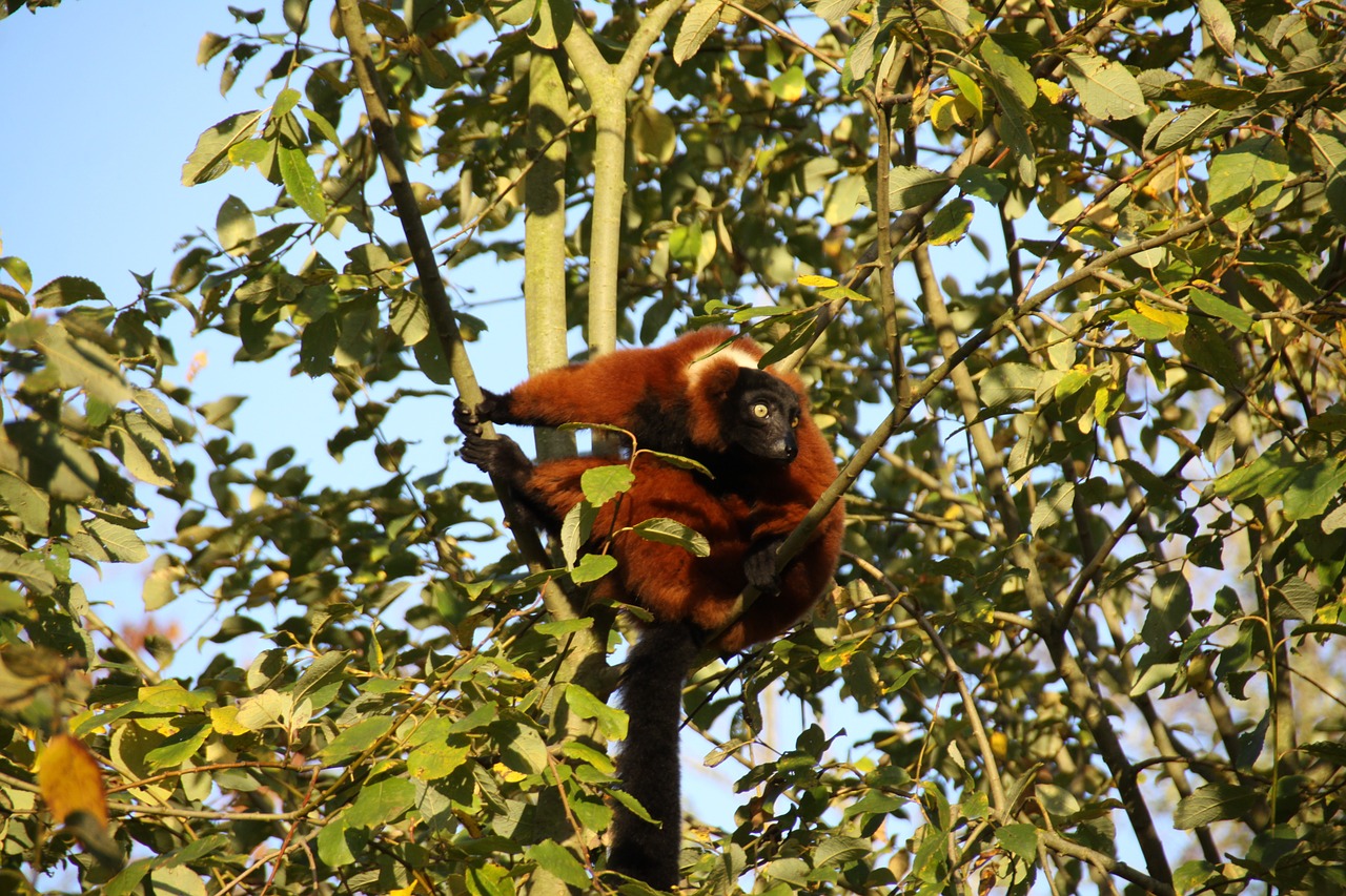 lemur animals nature free photo