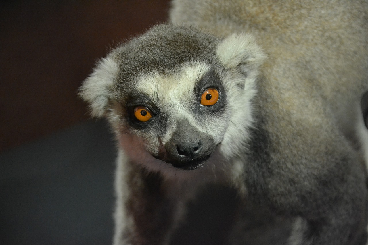 lemur animal exhibit free photo